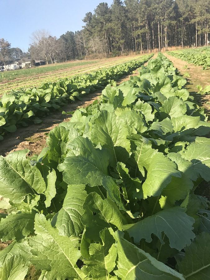 Rows of leafy greens in a field.