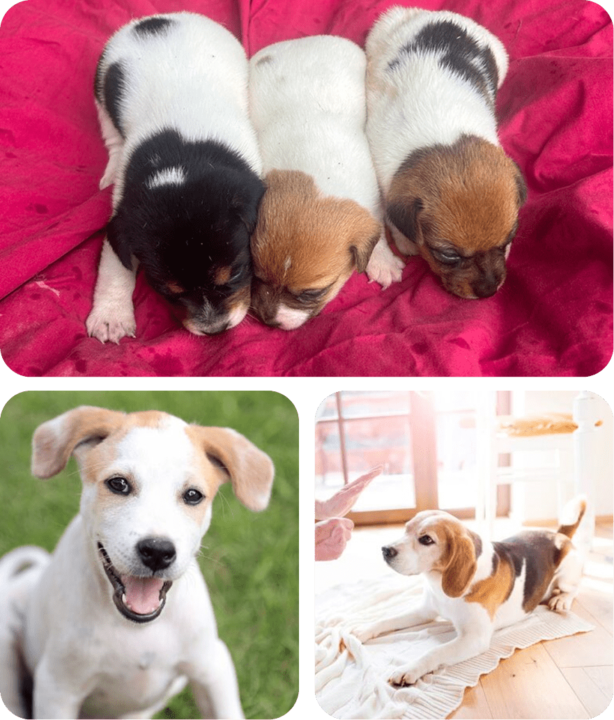 Three puppies on blanket, two playful dogs.