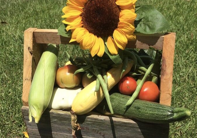 IMG-1524414048 Sunflower and vegetables in wooden basket outdoors.