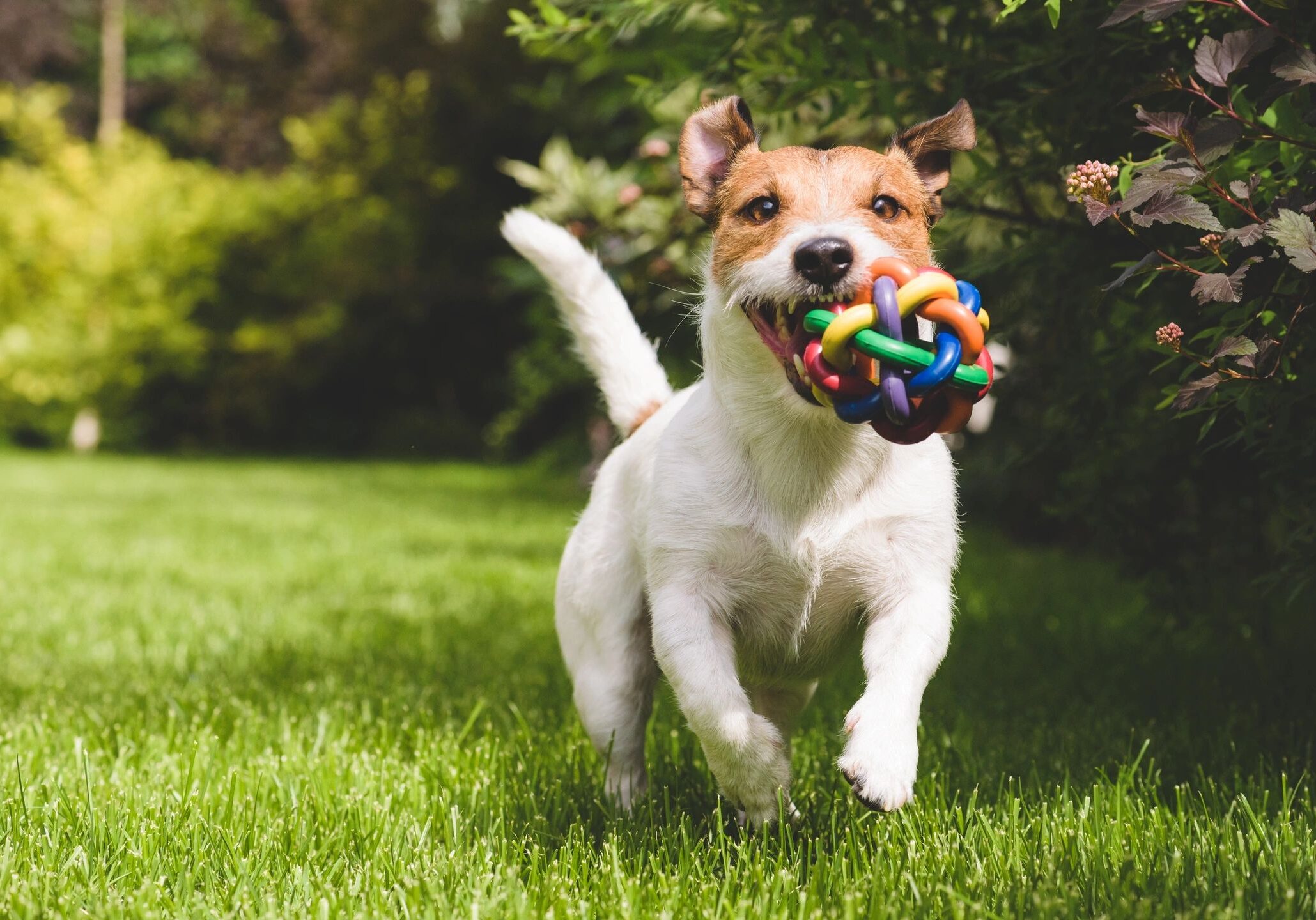 Dog playing with colorful toy on grass.